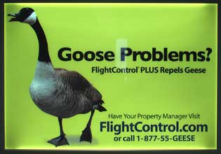 goose_problems.jpg