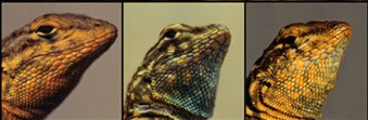 lizards_mugshots.jpg